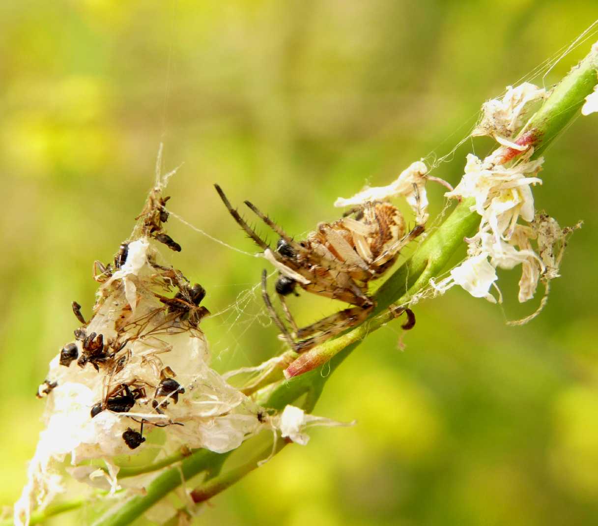 Neoscona adianta; Aculepeira armida